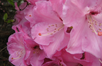 Pink Flowers